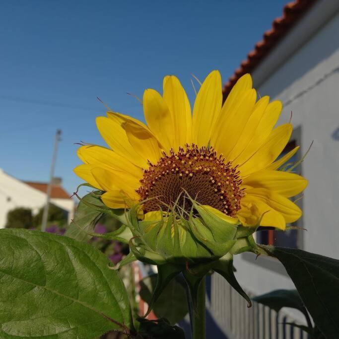 Sunflower Guest House - Madalena - Pico Sao Caetano  Exterior foto